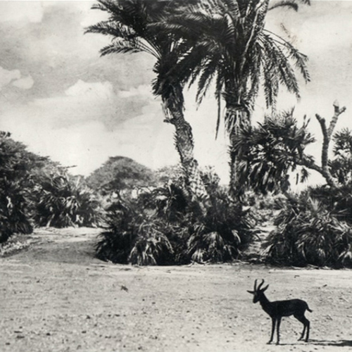Arsine (Ethiopian Trilogy I)